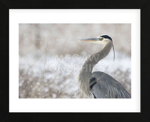 Great Blue Heron (Framed) -  Jason Savage - McGaw Graphics