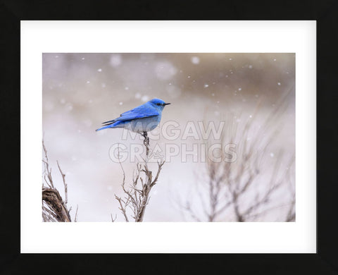 Yellowstone Bluebird (Framed) -  Jason Savage - McGaw Graphics