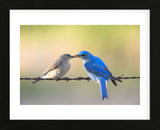 Bluebird Pair (Framed) -  Jason Savage - McGaw Graphics