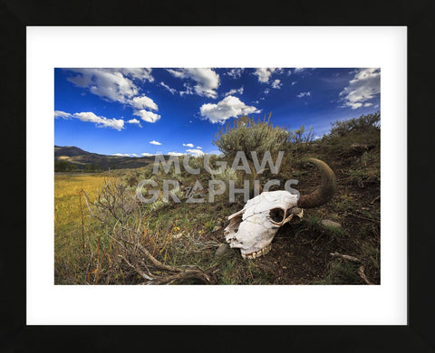 Yellowstone Bison Skull (Framed) -  Jason Savage - McGaw Graphics