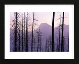 Glacier National Park Forest (Framed) -  Jason Savage - McGaw Graphics