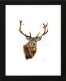 Stag White Background (Framed) -  Sarah Stribbling - McGaw Graphics