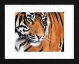 Tiger Crop (Framed) -  Sarah Stribbling - McGaw Graphics