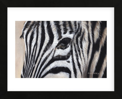 Zebra Eyes (Framed) -  Sarah Stribbling - McGaw Graphics