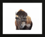 Winter Bison, Yellowstone (Framed) -  Jason Savage - McGaw Graphics