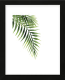 Palm (Framed) -  Ann Solo - McGaw Graphics