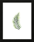Palm Leaf II (Framed) -  Ann Solo - McGaw Graphics