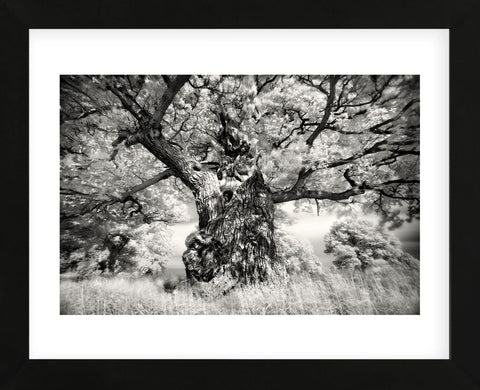 Portrait of a Tree, Study 1 (Framed) -  Marcin Stawiarz - McGaw Graphics