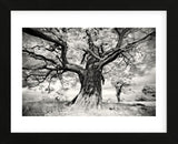 Portrait of a Tree, Study 2 (Framed) -  Marcin Stawiarz - McGaw Graphics