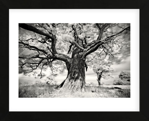 Portrait of a Tree, Study 2 (Framed) -  Marcin Stawiarz - McGaw Graphics