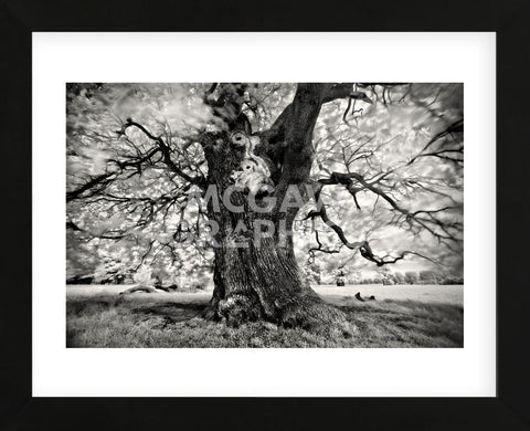 Portrait of a Tree, Study 3 (Framed) -  Marcin Stawiarz - McGaw Graphics