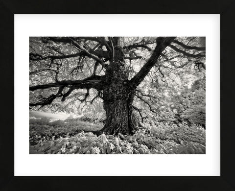 Portrait of a Tree, Study 10 (Framed) -  Marcin Stawiarz - McGaw Graphics