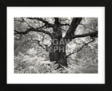 Portrait of a Tree, Study 12 (Framed) -  Marcin Stawiarz - McGaw Graphics