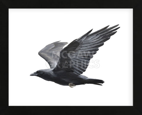 Raven (Framed) -  Todd Telander - McGaw Graphics