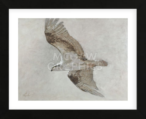 Searching Osprey (Framed) -  Todd Telander - McGaw Graphics