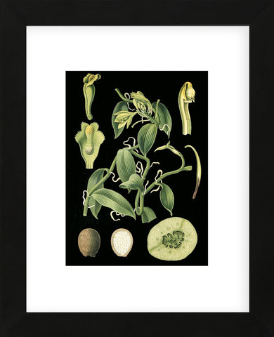 German Educational Plate: Vanilla plantifolia Andrews (Framed) -  Vintage Reproduction - McGaw Graphics