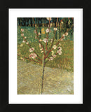 Almond Tree in Blossom, 1888 (Framed) -  Vincent van Gogh - McGaw Graphics