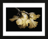 Sunning Daffodils (Framed) -  David Lorenz Winston - McGaw Graphics