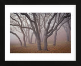 Pilot Road Trees (Framed) -  David Lorenz Winston - McGaw Graphics