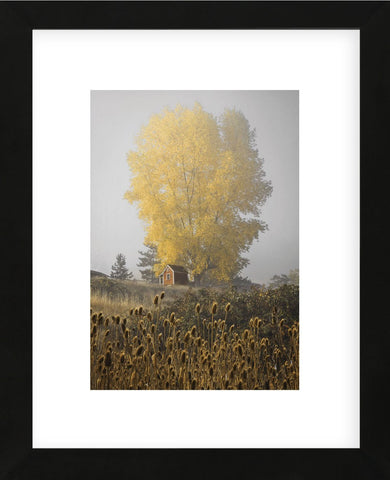 Yellow Tree & Teasel (Framed) -  David Lorenz Winston - McGaw Graphics