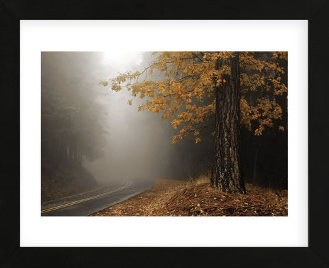 Yellow Leaves in Fog (Framed) -  David Lorenz Winston - McGaw Graphics