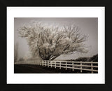 Frosted Tree & Fence (Framed) -  David Lorenz Winston - McGaw Graphics