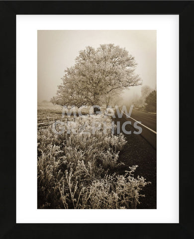 Frosted Oak & Road (Framed) -  David Lorenz Winston - McGaw Graphics