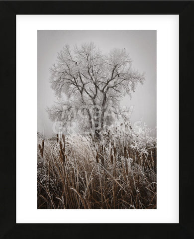 Cattails Teasel and Tree (Framed) -  David Lorenz Winston - McGaw Graphics