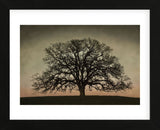 Majestic Oak (Framed) -  David Lorenz Winston - McGaw Graphics