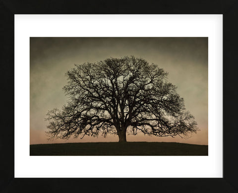 Majestic Oak (Framed) -  David Lorenz Winston - McGaw Graphics