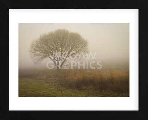 Tree in Field (Framed) -  David Lorenz Winston - McGaw Graphics