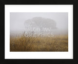 Tree in Fog (Framed) -  David Lorenz Winston - McGaw Graphics