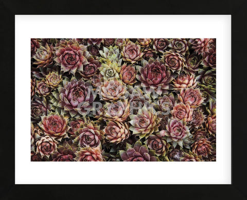 Succulents (Framed) -  David Lorenz Winston - McGaw Graphics
