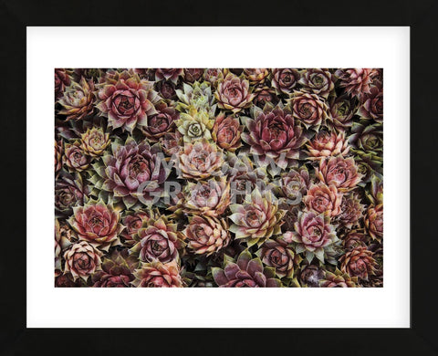 framed pictures of succulents Succulents (Framed)