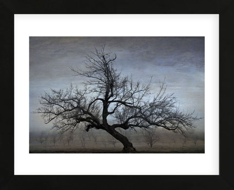 Farm House Tree (Framed) -  David Lorenz Winston - McGaw Graphics