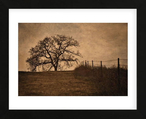 Tree and Fence II (Framed) -  David Lorenz Winston - McGaw Graphics
