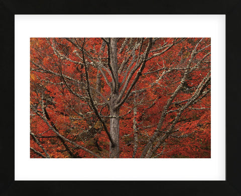 Lithia Park in Fall (Framed) -  David Lorenz Winston - McGaw Graphics