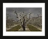 Pear Blossoms (Framed) -  David Lorenz Winston - McGaw Graphics