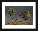 Split Oak (Framed) -  David Lorenz Winston - McGaw Graphics