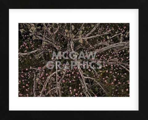 Table Rock Ground Cover (Framed) -  David Lorenz Winston - McGaw Graphics