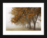 Fog in Fall (Framed) -  David Lorenz Winston - McGaw Graphics