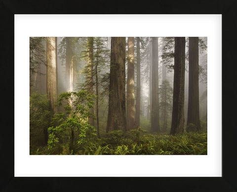 Morning Light (Framed) -  David Lorenz Winston - McGaw Graphics