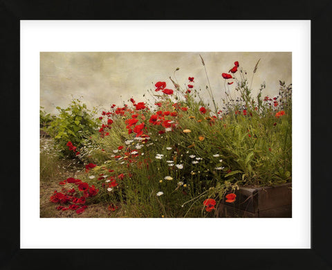 Poppy Garden (Framed) -  David Lorenz Winston - McGaw Graphics