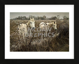 White Horses (Framed) -  David Lorenz Winston - McGaw Graphics