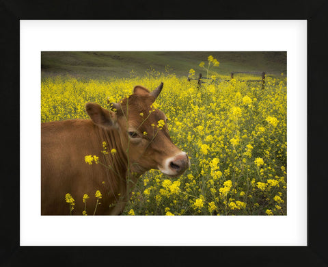 Jersey in Oregon (Framed) -  David Lorenz Winston - McGaw Graphics