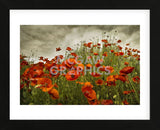 Bobbi’s Poppies (Framed) -  David Lorenz Winston - McGaw Graphics