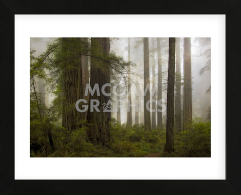 Del Norte Woods II (Framed) -  David Lorenz Winston - McGaw Graphics
