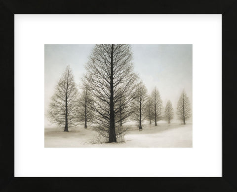 Dawn Redwoods (Framed) -  David Lorenz Winston - McGaw Graphics