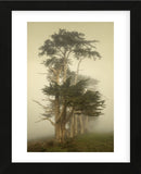 Cypress Symmetry (Framed) -  David Lorenz Winston - McGaw Graphics