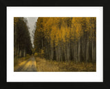 Wood River Aspens (Framed) -  David Lorenz Winston - McGaw Graphics